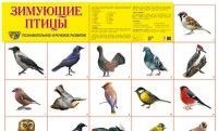 Плакат А2 Зимующие птицы Сфера